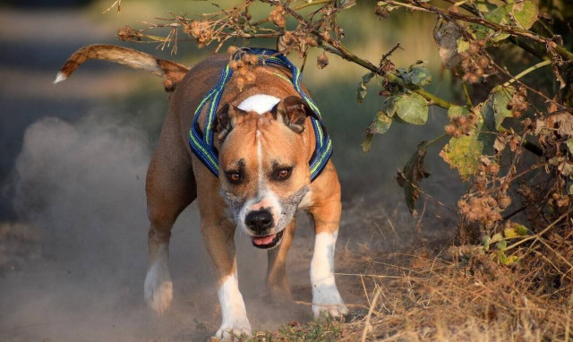 Αμαλιάδα: Στο νοσοκομείο 9χρονο αγόρι από επίθεση σκύλου