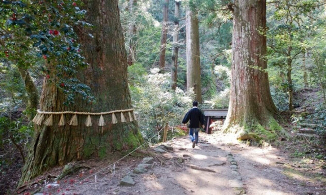 Έχουν βρεθεί στη Γη 30 δέντρα ηλικίας άνω των 2.000 ετών