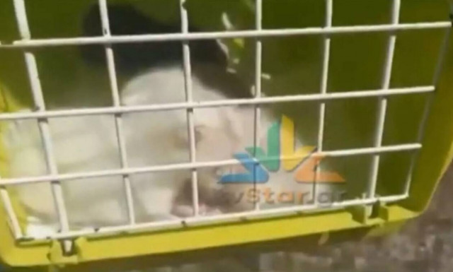 Γάτα γέννησε στην Ε.Ο. Αθηνών - Θεσσαλονίκη - Σταμάτησε προσωρινά η κυκλοφορία