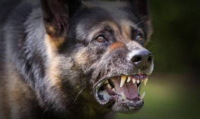 Κύπρος: Σκύλος δάγκωσε και τραυμάτισε 4χρονο κοριτσάκι σε πάρκο