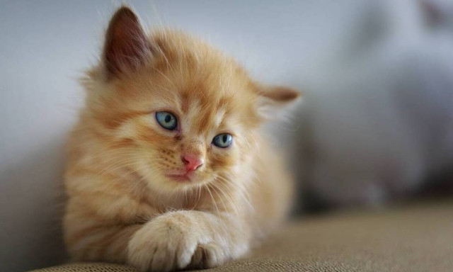 Άγιος Νικόλαος: Πυροβόλησε γάτα και τον συνέλαβαν - Του επιβλήθηκε πρόστιμο 30.000 ευρώ