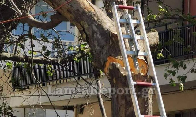 Λαμία: Ο αέρας έκοψε στη μέση δέντρο