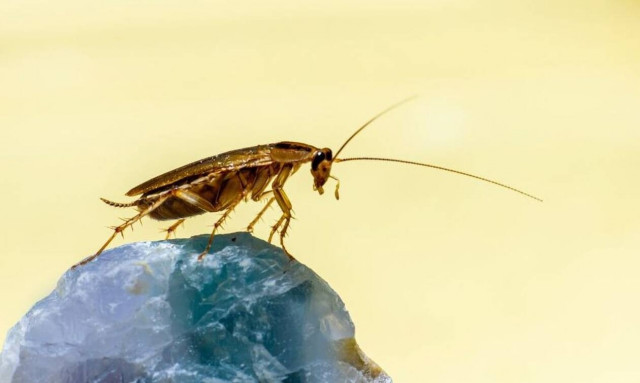 ΗΠΑ: Χαμός σε ξενοδοχείο - Κατσαρίδα μπήκε στο αυτί πελάτη και τον κούφανε