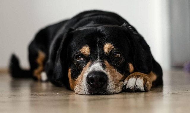 Θεσσαλονίκη: Διαρρήκτης κακοποίησε σκύλο ενώ προσπαθούσε να ξεφύγει