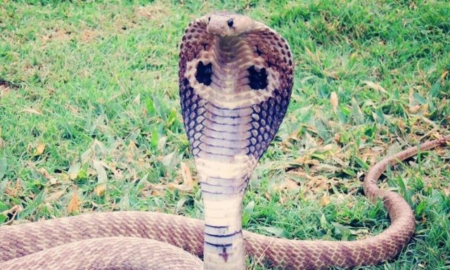 Βασιλική κόμπρα «γλεντάει» με μία κίνηση τον πύθωνα