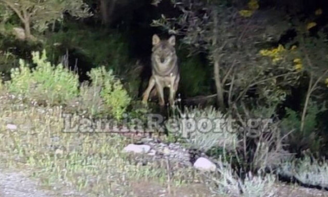 Άγιος Κωνσταντίνος: Λύκος έκανε βόλτες στο λιμάνι (video)