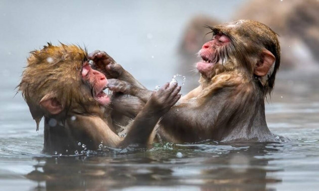 Τα βραβεία του 19ου ετήσιου φωτογραφικού διαγωνισμού του ανακοίνωσε το Smithsonian Magazine