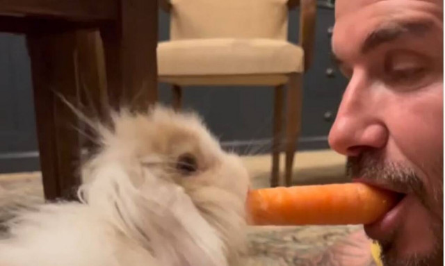 O Ντέιβιντ Μπέκαμ πήρε...κουνέλι και το ταΐζει στο στόμα - Το βίντεο που έγινε viral