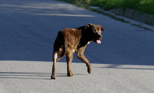 Θεσσαλονίκη: Σκύλος επιτέθηκε σε περαστικό - Καταγγελίες για αγέλη αδέσποτων στον Χορτιάτη