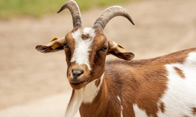 Κτηνοτρόφος από τον Βόλο διαθέτει τις κατσίκες του για… ψυχοθεραπεία - Η αγγελία που έγινε viral