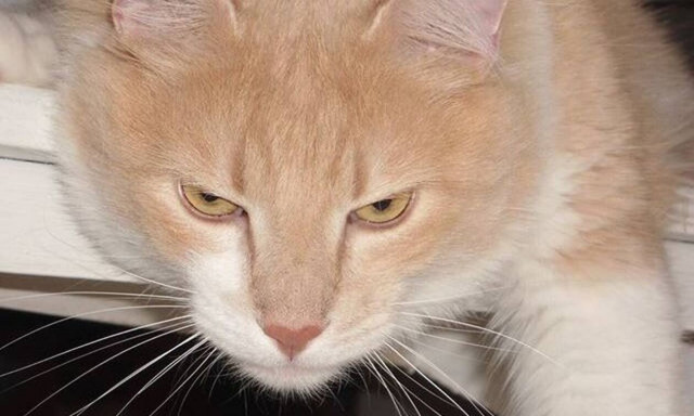 Κύπρος: Αυξάνεται ο προϋπολογισμός για στειρώσεις αδέσποτων γάτων