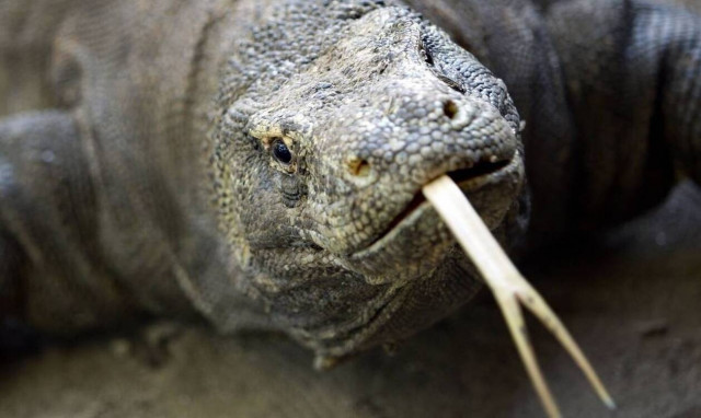 Ινδοί βίασαν, σκότωσαν, μαγείρεψαν και έφαγαν σαύρα υπό εξαφάνιση!