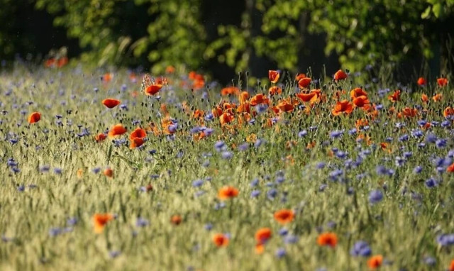 Chance of showers in north and west, high levels of African dust on Saturday (23/4/2022)