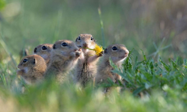Λαγόγυρος: Ο σπάνιος σκίουρος που βρίσκεται σε κίνδυνο