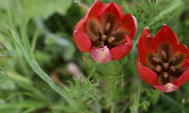 Πρωτομαγιά 2022: Μετακινείται η αργία – Πώς αμείβονται οι εργαζόμενοι