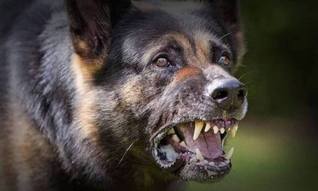 Ηράκλειο: Στο νοσοκομείο ανήλικη – Τη δάγκωσε σκύλος στο χέρι