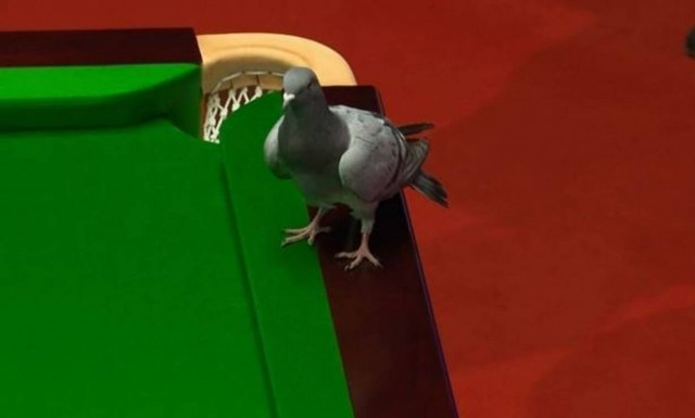 H πιο απίθανη εισβολή: Περιστέρι διέκοψε το παγκόσμιο πρωτάθλημα μπιλιάρδου (vid)