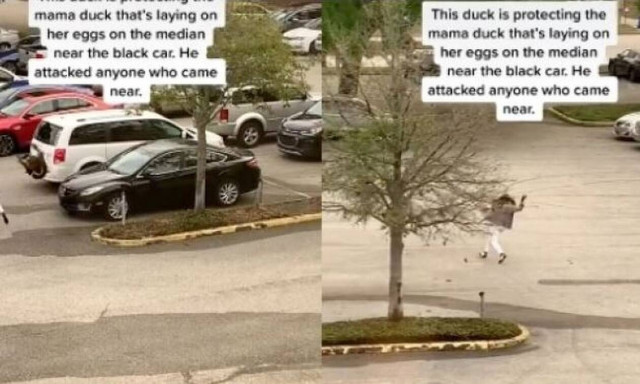 Χήνα την… έπεσε σε γυναίκα σε πάρκινγκ της Φλόριντα επειδή πλησίασε την φωλιά της (vid)