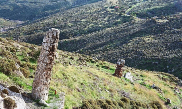 Μυτιλήνη: Ο παράδεισος των άγριων ορχιδέων στο Πάρκο του Απολιθωμένου Δάσους 