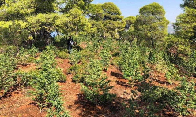 Ηράκλειο: Σύλληψη άνδρα που καλλιεργούσε… δάσος κάνναβης