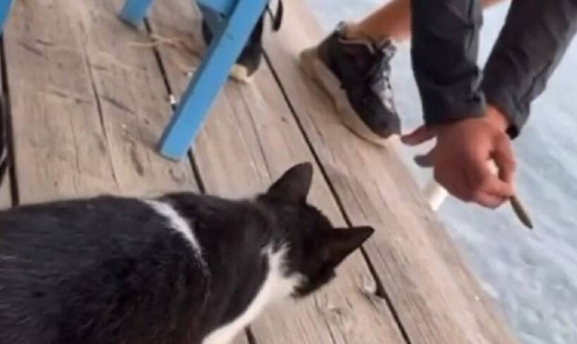 Αιδηψός: Συνελήφθη ο άνδρας που κλώτσησε γατάκι σε ταβέρνα