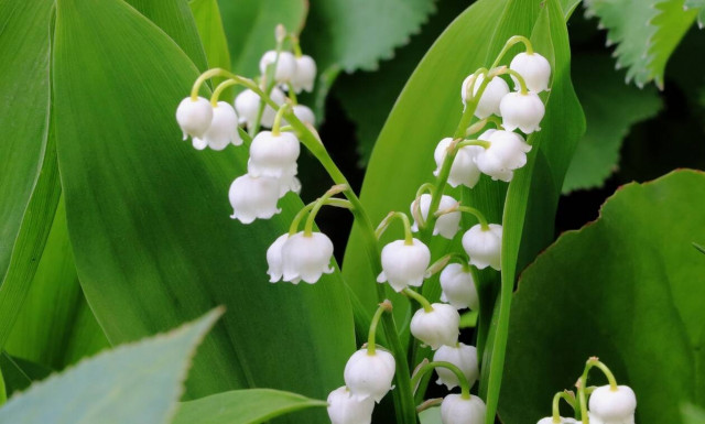 Το κρίνο της κοιλάδας: Ένα από τα πιο αγαπημένα λουλούδια του Μάη (photos)