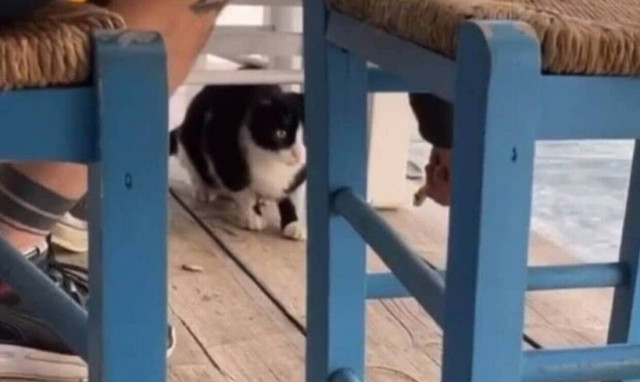 Ο «νταής» με το γατάκι είναι… νοοτροπία