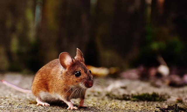 Γαλλία: Τα ποντίκια των πόλεων αναμφίβολα δεν θα είναι η αιτία της επόμενης πανδημίας
