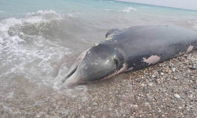 Plastic waste found in beaked whale found dead at Rhodes beach