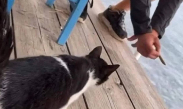 Δικάζεται στις 6 Μαΐου ο 30χρονος που κλώτσησε το γατάκι στην Αιδηψό