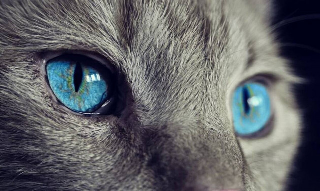 Εξοργιστικό περιστατικό στο Κερατσίνι: Βρέθηκε γάτα πυροβολημένη από αεροβόλο