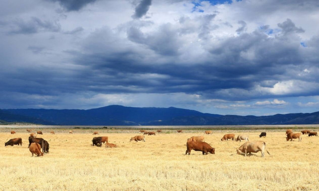H απόφαση για την καλλιέργεια εκτάσεων υπό αγρανάπαυση για το έτος 2022 - Δείτε το ΦΕΚ