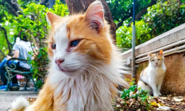 Οι «Εφτάψυχες» φροντίζουν κάθε μέρα 600 γάτες στο κέντρο των Αθηνών