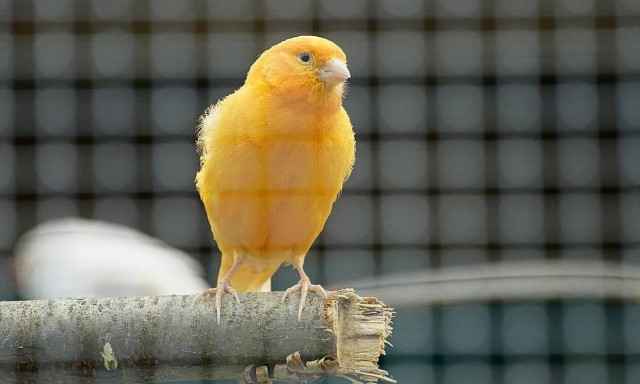 Καναρίνι τρελένεται για ποντιακά τραγούδια