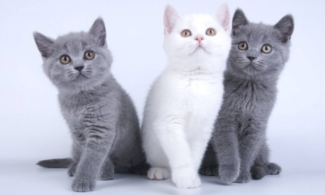 Φρίκη σε σχολείο της Κύπρου: Σκότωσαν και κρέμασαν γατάκια - Έγραψαν με το αίμα τους σε τοίχους