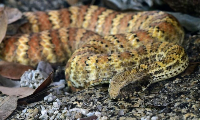 Μαλαισία: Φίδι δραπέτευσε από τη γυάλα του - Νεκρός ένας άνδρας από δάγκωμα