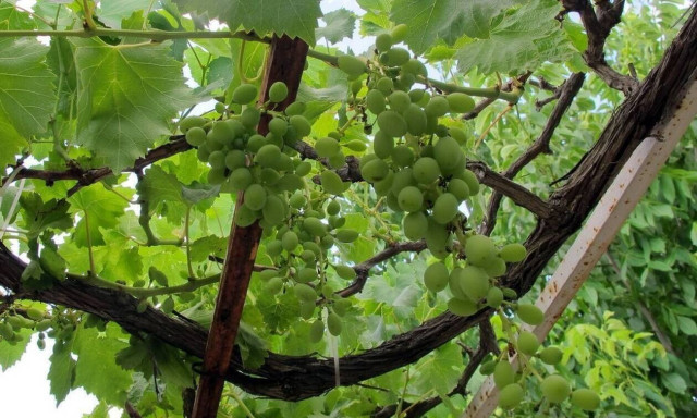 Πράσινος Τρύγος: Για λίγο ακόμα οι αιτήσεις για το πρόγραμμα - Ο πίνακας με τις ποικιλίες