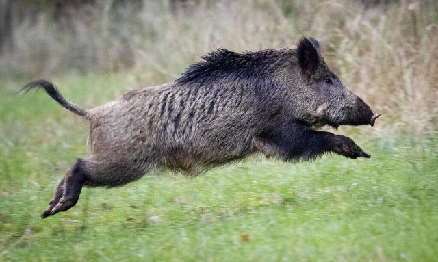 Στοπ στην επέλαση αγριόχοιρων επιχειρεί η Ρώμη
