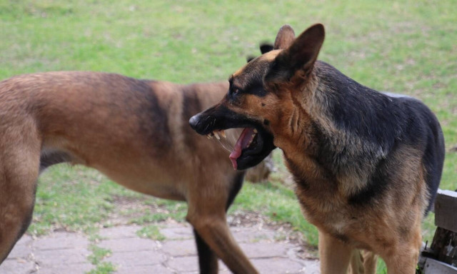 Ιεράπετρα: Σκυλιά επιτέθηκαν σε 57χρονη - Σκότωσαν το σκυλάκι της, τραυμάτισαν την ίδια
