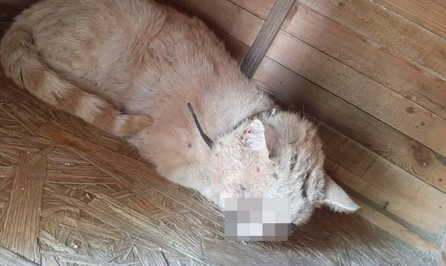 Αγροίκοι έκαναν γατάκι στόχο σκοποβολής στη Λεμεσό - Το έπληξαν με σκάγια (pics)