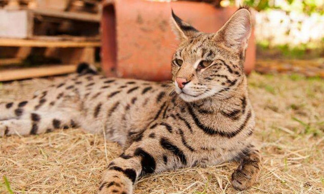 Μυστήριο με αγριόγατα στην Κύπρο: Πώς πέρασε από το τελωνείο και πώς διαπιστώθηκε η παρουσία της