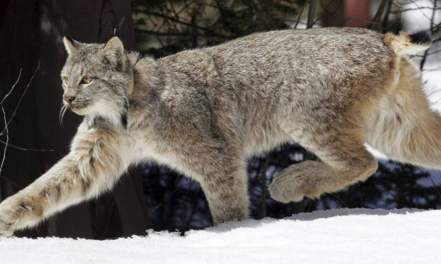 Συναγερμός στην Κύπρο με την παράνομη είσοδο σπάνιων ζώων στο νησί
