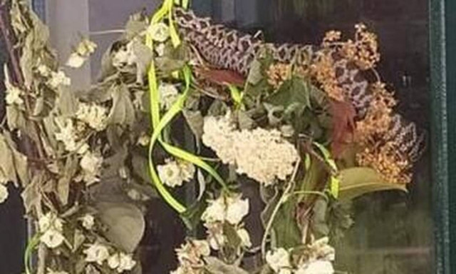 Τρόμος σε νηπιαγωγείο στα Τρίκαλα: Φίδι κρεμόταν στην είσοδο του κτηρίου