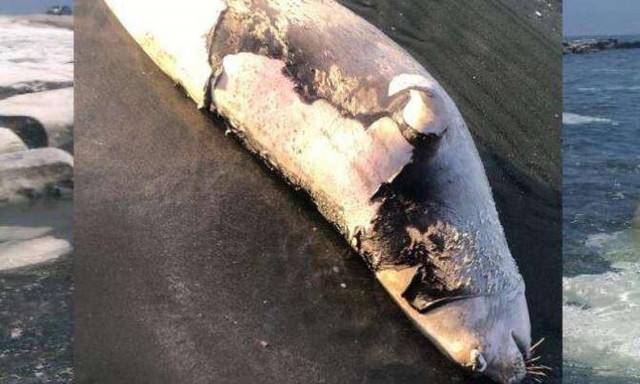 Κύπρος: Nεκρή νεαρή φώκια μονάχους - μονάχους στη Λεμεσό