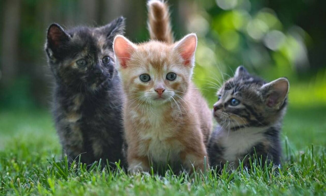 Κύπρος: Βρήκαν τους ανήλικους που σκότωσαν και κακοποίησαν γατάκια σε Λύκειο της Λευκωσίας (vid)