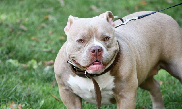 Τραγωδία στη Βρετανία: Σκύλος κατασπάραξε μωρό