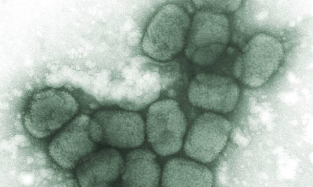 Ευλογιά των πιθήκων - Προειδοποίηση από ΠΟΥ: Η εξάπλωση ίσως επιταχυνθεί κατά το καλοκαίρι