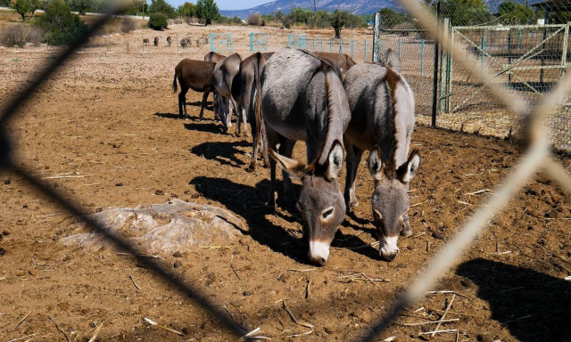 Ύδρα: Φόρτωσαν ολόκληρο ψυγείο σε ζώο - Δήμαρχος: «Ένα μουλάρι μπορεί να σηκώσει έως 100 κιλά»
