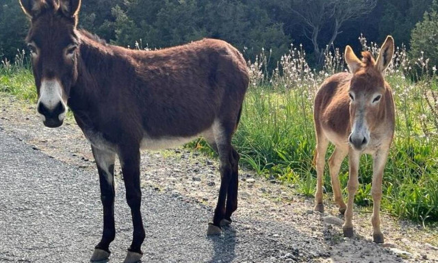 Κύπρος: Ασυνείδητος οδηγός προκάλεσε τον θάνατο τριών γαϊδουριών