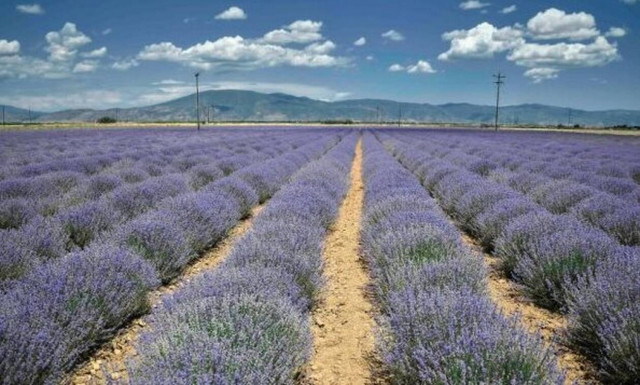 ΟΠΕΚΕΠΕ: Πότε θα πιστωθούν τα αγροτικά προγράμματα και οι ενισχύσεις